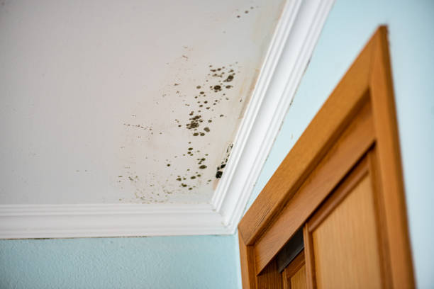 Best Insurance-Related Mold Remediation in Tawas City, MI