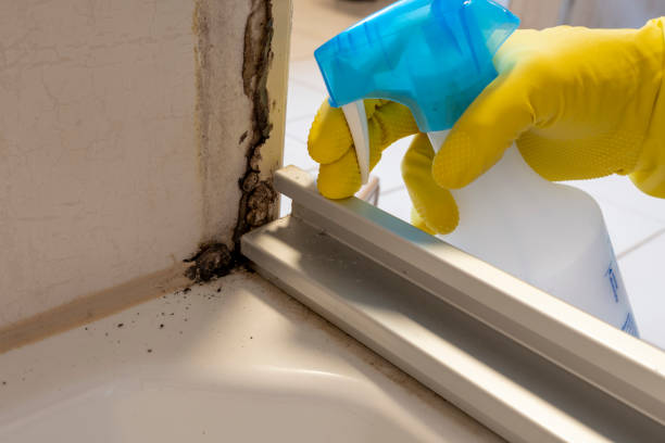Best Mold Testing and Inspection Services in Tawas City, MI