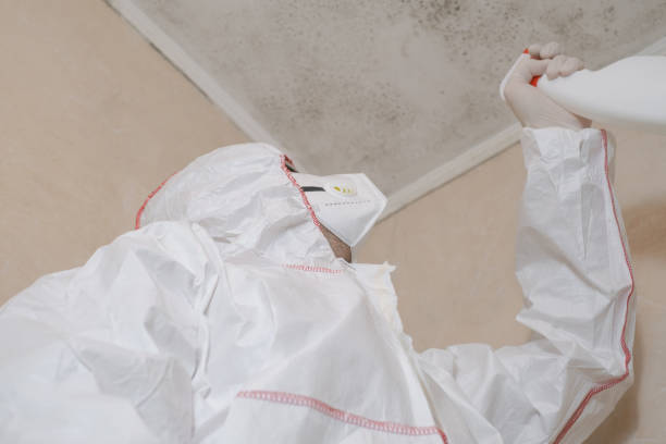 Best Residential Mold Remediation in Tawas City, MI