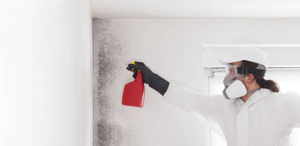 Best Residential Mold Remediation in Tawas City, MI
