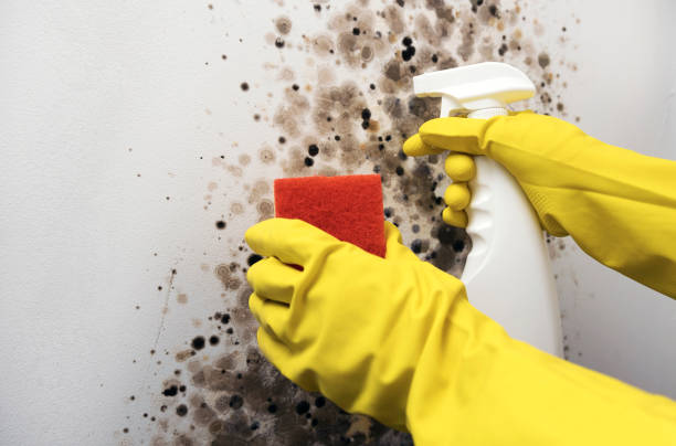 Best Industrial Mold Remediation in Tawas City, MI