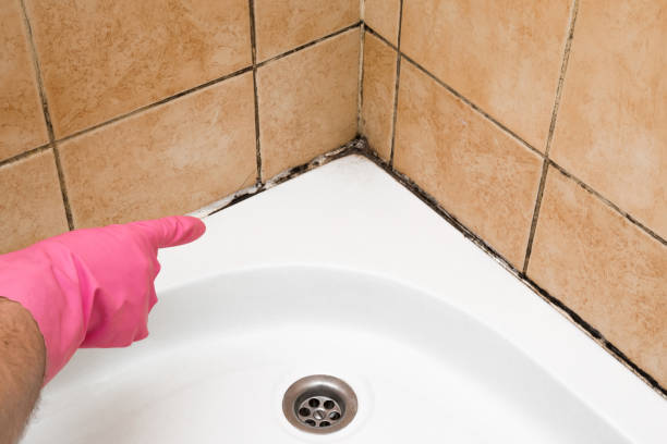 Tawas City, MI Mold Remediation Company